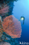 Sea Fan