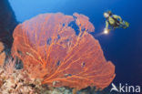 Sea Fan