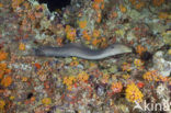 Giant Moray (Gymnothorax javanicus)