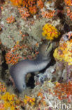 Reuzenmurene (Gymnothorax javanicus)