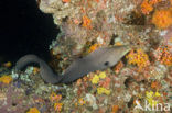 Giant Moray (Gymnothorax javanicus)