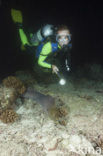 Giant Moray (Gymnothorax javanicus)