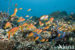 Rode vlaggebaars (Pseudanthias squamipinnis)