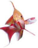 Rode vlaggebaars (Pseudanthias squamipinnis)
