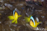 Rode zee anemoonvis (Amphiprion bicinctus)