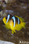 Rode zee anemoonvis (Amphiprion bicinctus)