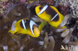 Rode zee anemoonvis (Amphiprion bicinctus)