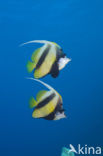 Red sea bannerfish (Heniochus intermedius)