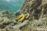 Red sea bannerfish (Heniochus intermedius)