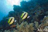 Red sea bannerfish (Heniochus intermedius)