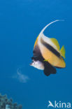 Red sea bannerfish (Heniochus intermedius)