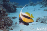 Red sea bannerfish (Heniochus intermedius)