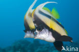 Red sea bannerfish (Heniochus intermedius)