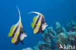 Red sea bannerfish (Heniochus intermedius)