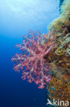 red Soft coral (Dendronephthya spec.)