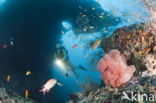 red Soft coral (Dendronephthya mucronata)