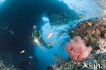 red Soft coral (Dendronephthya mucronata)