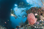 Rood Zacht koraal (Dendronephthya mucronata)