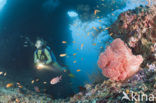 red Soft coral (Dendronephthya mucronata)