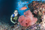 red Soft coral (Dendronephthya mucronata)