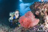 Rood Zacht koraal (Dendronephthya mucronata)