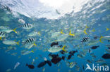 Sergeant Major (Abudefduf saxatilis)