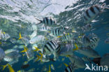 Sergeant Major (Abudefduf saxatilis)