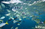 Sergeant Major (Abudefduf saxatilis)