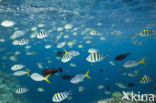Sergeant Major (Abudefduf saxatilis)