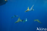 Box Ray