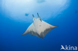 Box Ray