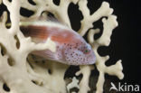 Forster’s hawkfish
