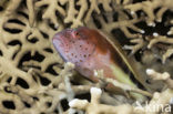 Forster’s hawkfish