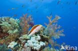 Slanke koraalklimmer (Paracirrhites forsteri)