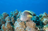 Slanke koraalklimmer (Paracirrhites forsteri)