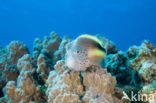 Forster’s hawkfish