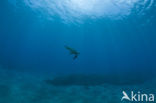 Green Turtle (Chelonia mydas) 