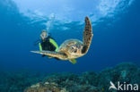 Green Turtle (Chelonia mydas) 