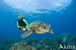 Soepschildpad (Chelonia mydas) 