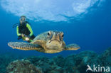 Soepschildpad (Chelonia mydas) 