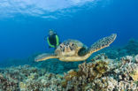 Soepschildpad (Chelonia mydas) 