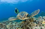 Green Turtle (Chelonia mydas) 