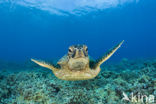 Green Turtle (Chelonia mydas) 