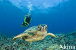 Green Turtle (Chelonia mydas) 