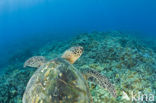 Green Turtle (Chelonia mydas) 