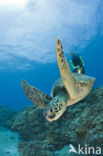 Green Turtle (Chelonia mydas) 