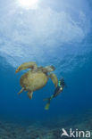 Soepschildpad (Chelonia mydas) 