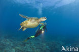 Green Turtle (Chelonia mydas) 