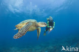 Soepschildpad (Chelonia mydas) 