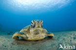 Green Turtle (Chelonia mydas) 